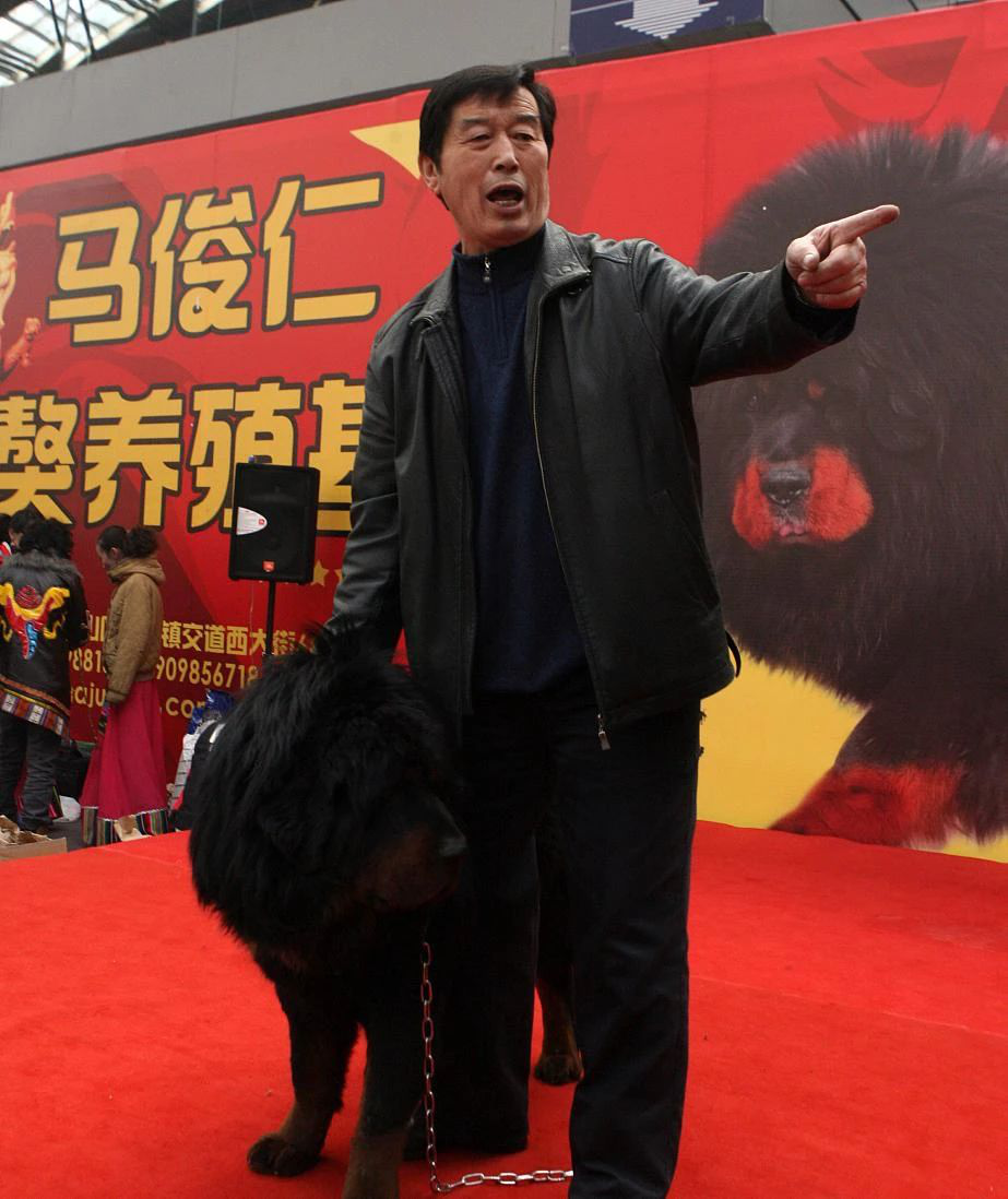藏獒从一条换北京两套房，到成为流浪狗