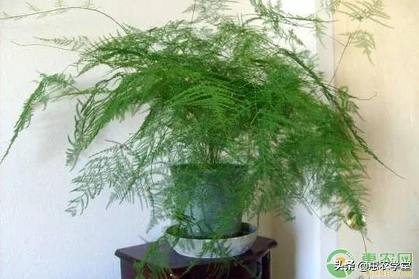 教师节即将到来送老师什么花好这七种再适合不过
