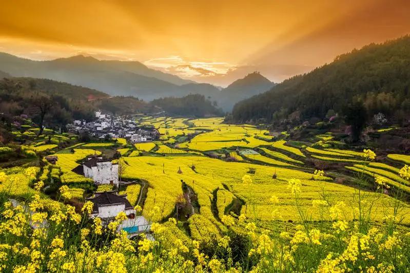 又是一年赏花时!2021全新踏春攻略,11处浪漫花海,安排上