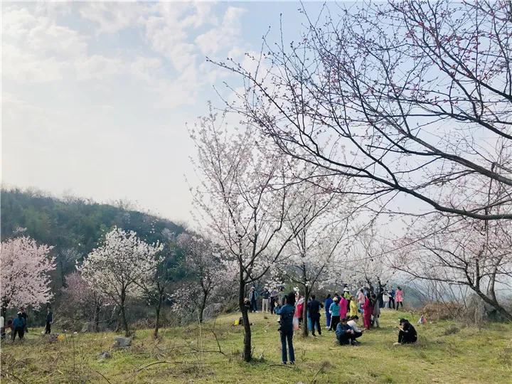 万株樱花绽放,葛仙山已经美成仙境!