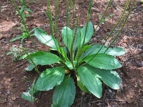 农村100种野菜图片名单农村特色野菜大全