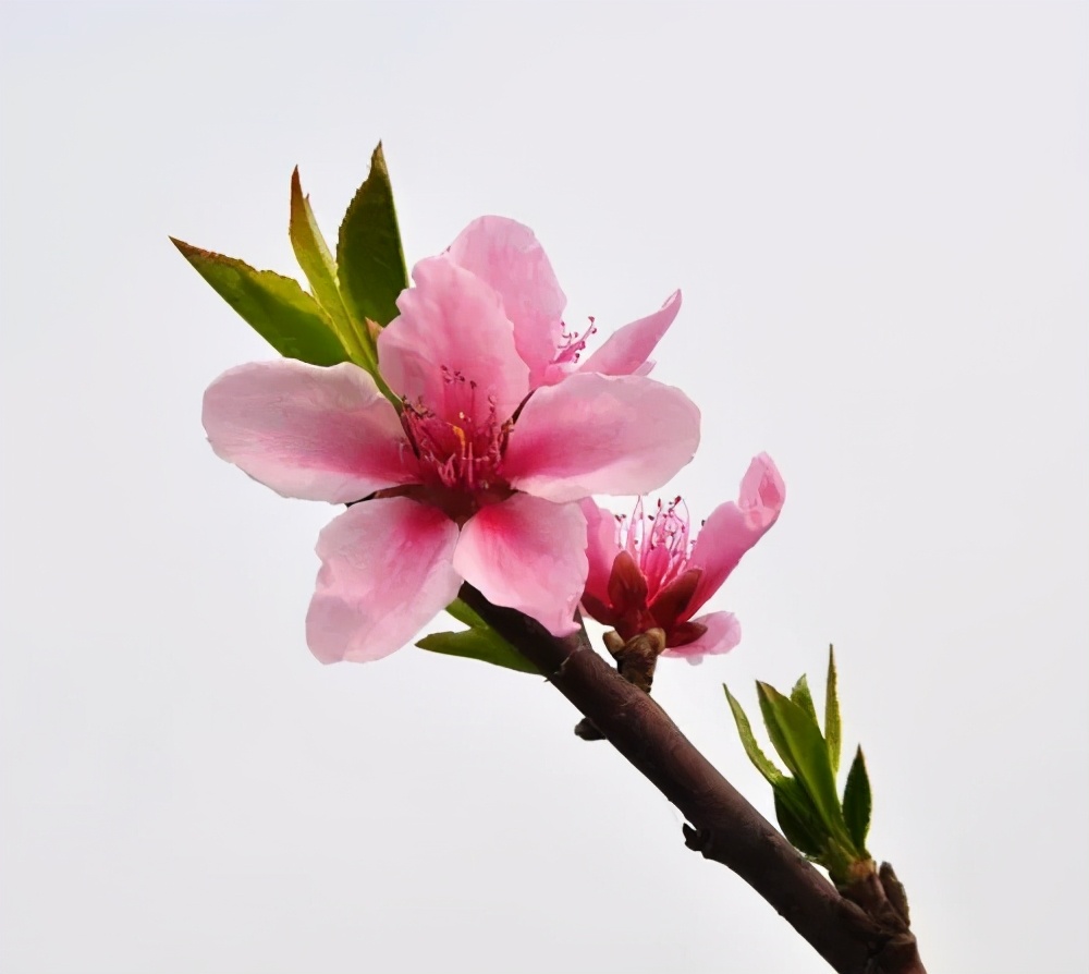 [转载]如何分辨桃花,杏花,梨花,梅花,樱花,李子花