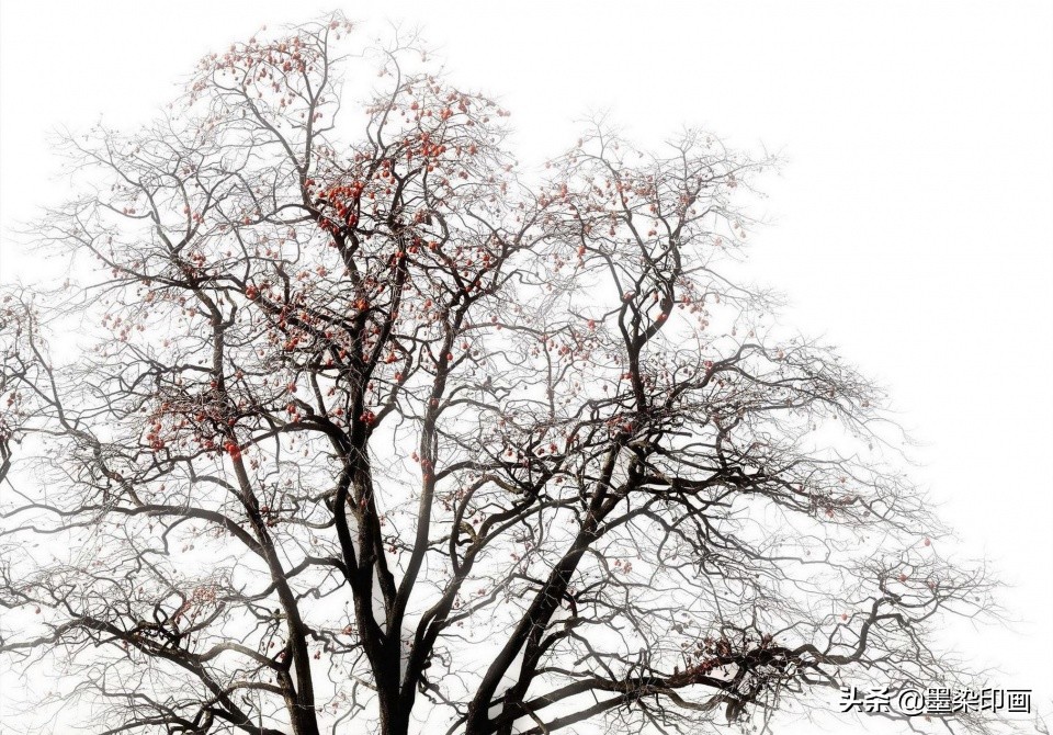 又到一年好“柿”节！拍好这深秋的“红灯笼”