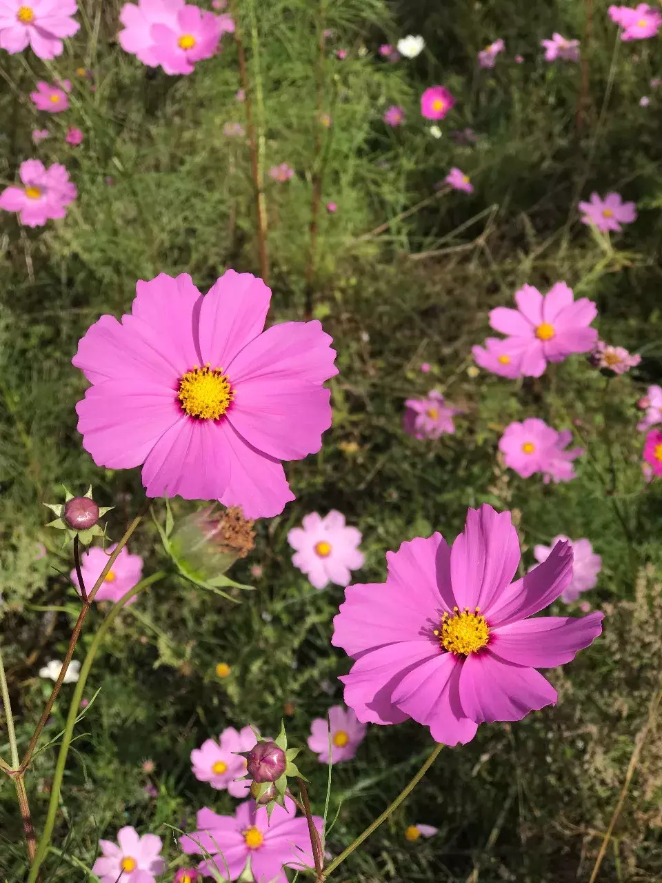 9月泸沽湖格桑花最美的景色定是那开得极热烈的格桑花海