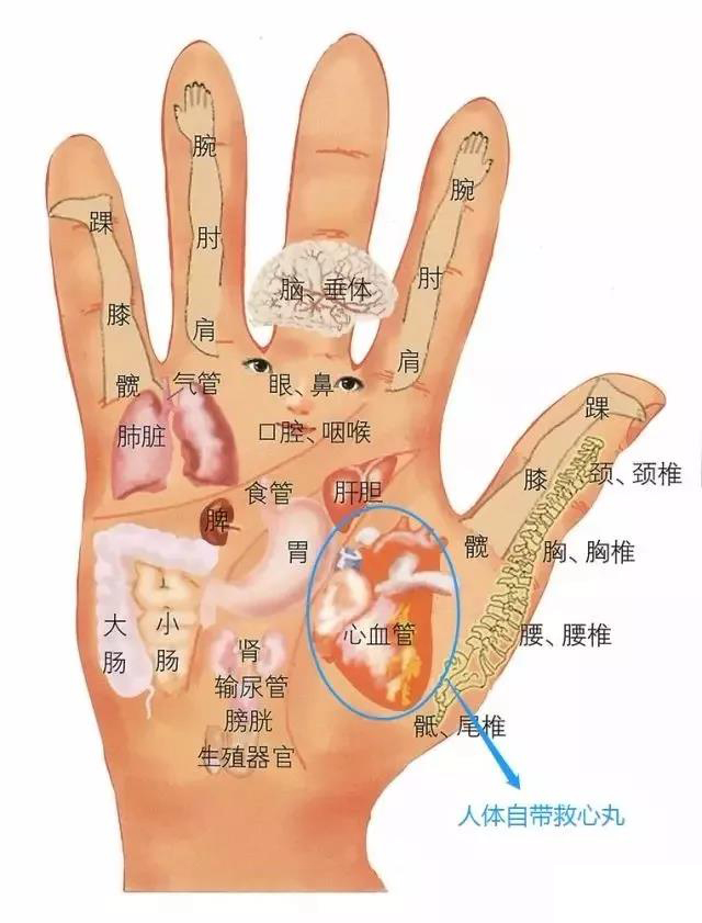 手诊手上的每一条青筋都代表不同常见病详细图解一看就明白