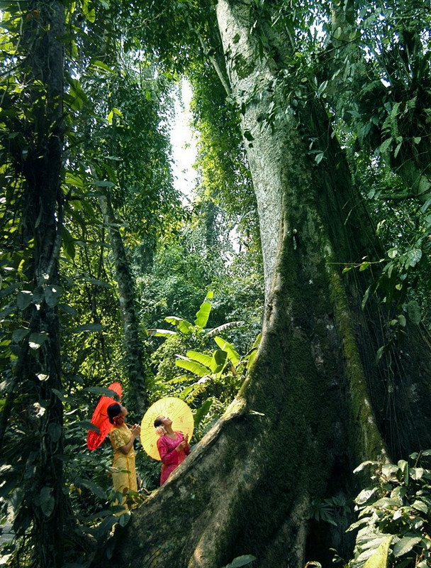 西双版纳热带雨林国家公园望天树景区是西双版纳州特有的树种之一,仅
