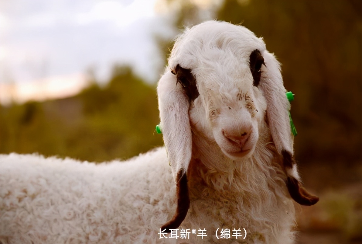 各种各样的羊