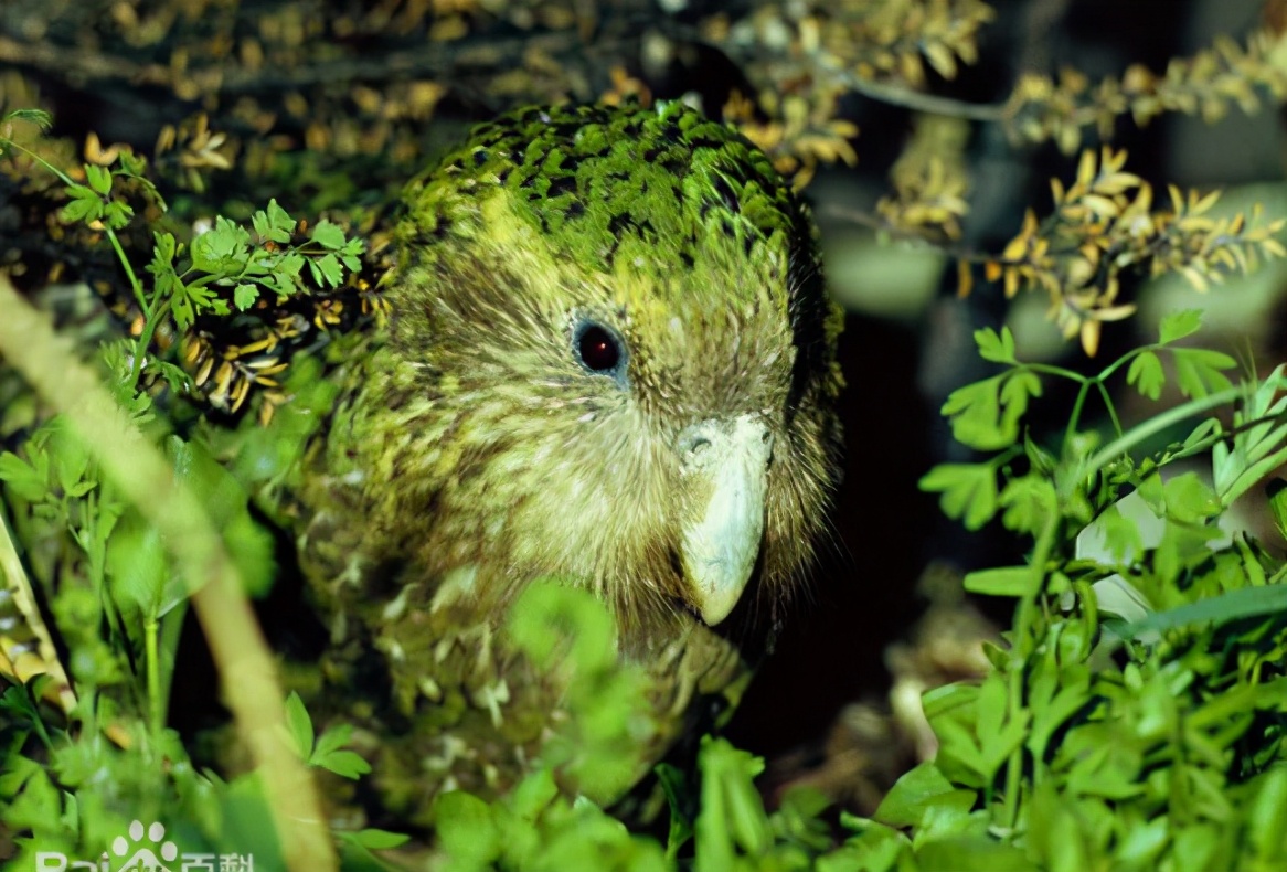 梦幻西游：异域风情来袭，全新祥瑞萌萌鸮鹦鹉火热来袭