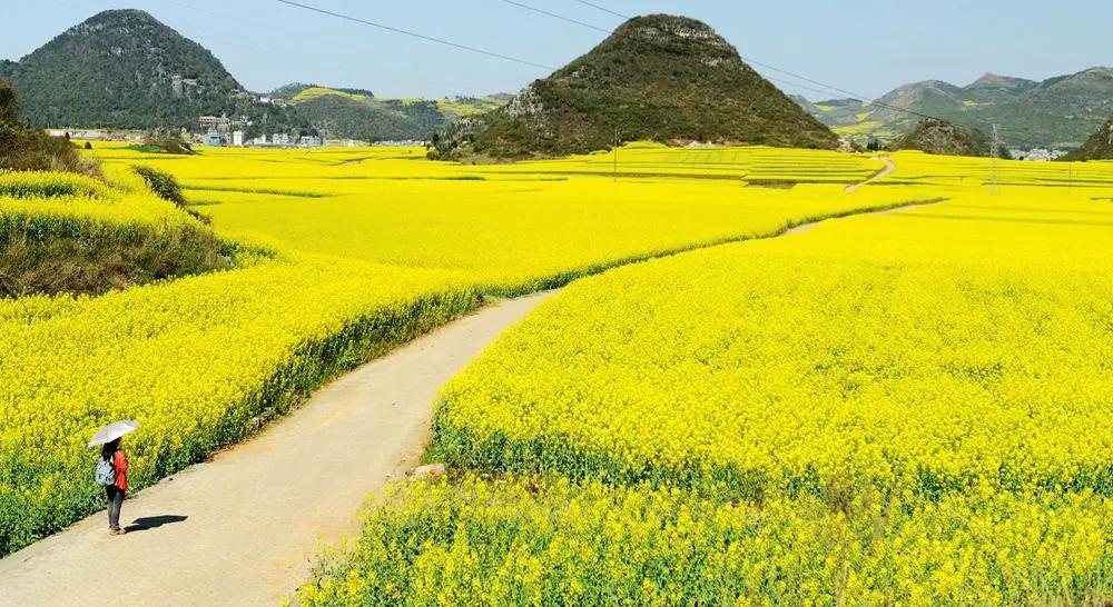 又是一年赏花时!2021全新踏春攻略,11处浪漫花海,安排上