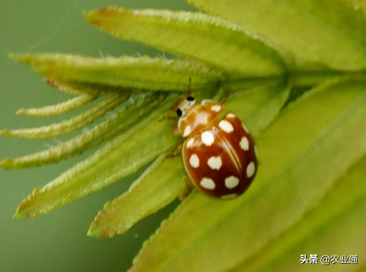 十四星瓢虫是鞘翅目瓢虫科昆虫,益虫,体宽3.8-4.