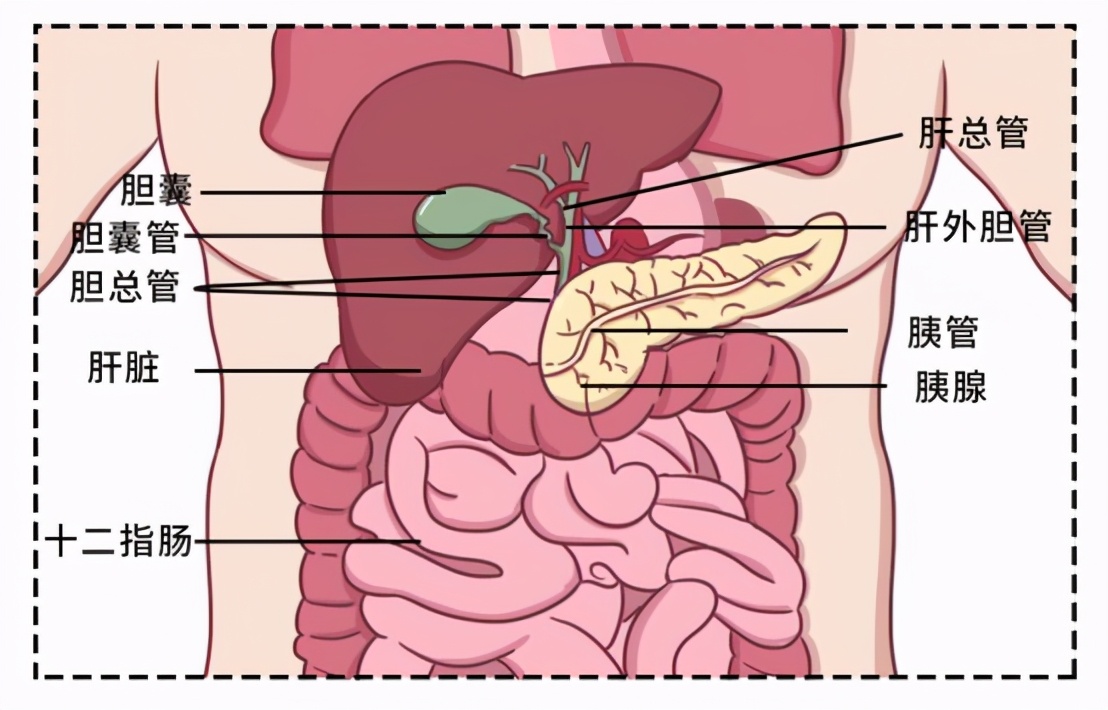 后方是各种血管和神经组织它的邻居是肝,胆,肠,胃胰腺藏在人体左上腹