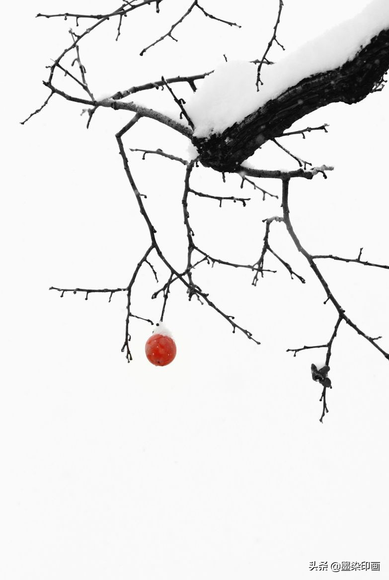 又到一年好“柿”节！拍好这深秋的“红灯笼”