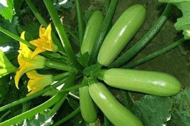 蔬菜种子标有不得留种留种有啥影响