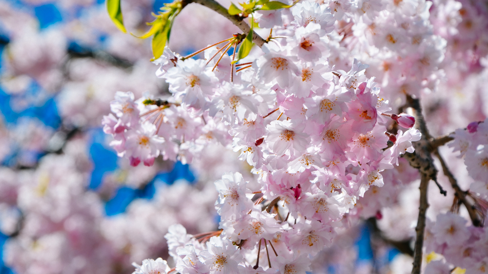 日本这个地方到了春天满街都是樱花太浪漫了吧