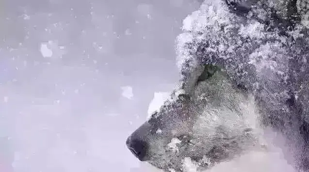 ESOP制度意义：能把剩余价值分配员工，国内为数不多