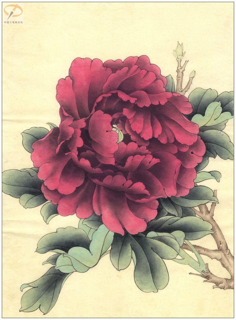 牡丹花工笔画图片牡丹花工笔画图片大全
