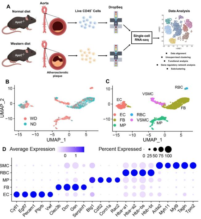 Single Cell Analysis Reveals Novel Phenotypic Regulators Of