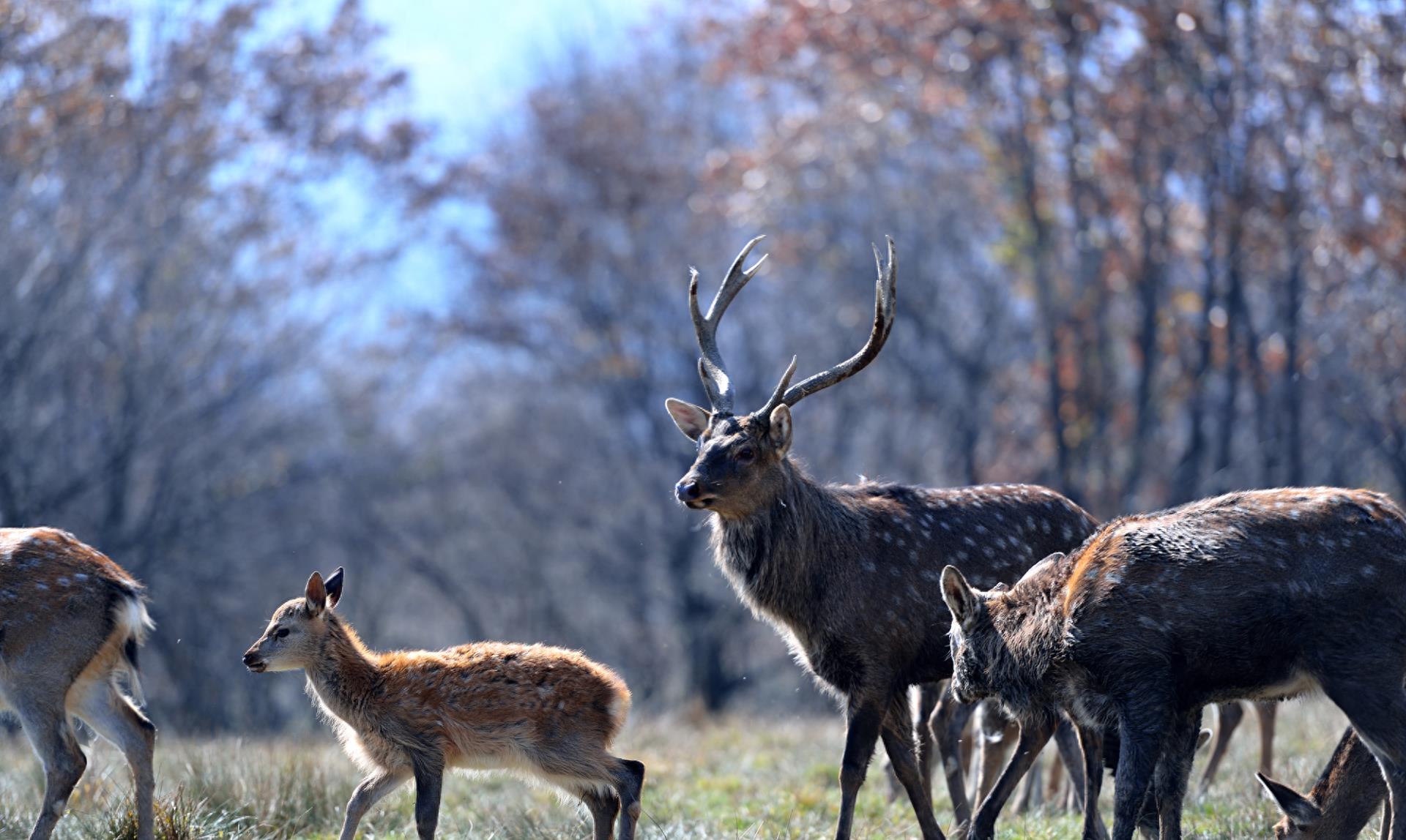 Deer Antlers Naturally Fall Off Every Year So Why Do Humans Cut Off