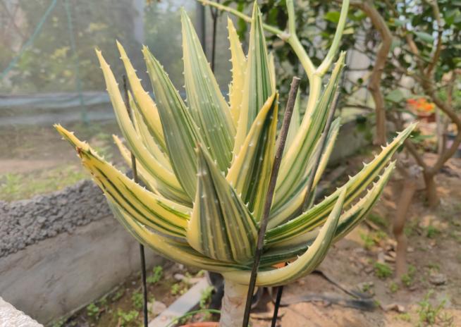 The Aloe Vera Which Was Reluctant To Lose After Moving Several Times