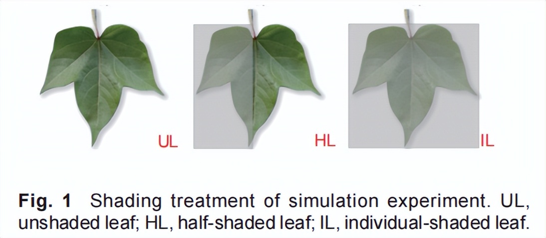 Systematic Regulation Of Heterogeneity Of Photosynthetic