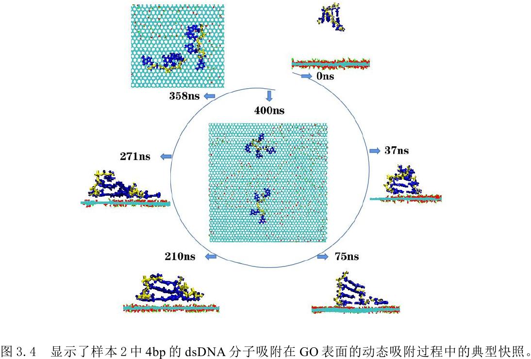 Adsorption Kinetics Of Short Chain DNA Molecules And Long Chain DNA