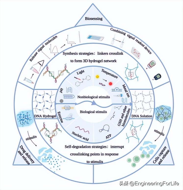 AHM Review Stimuli Responsive Self Degrading Hydrogels Carrying DNA