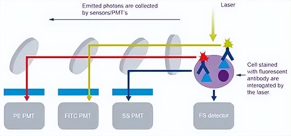 Understanding Flow Cytometry In One Article Imedia