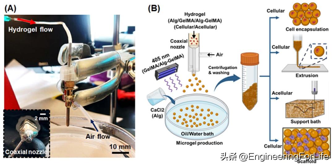 Biofabrication High Throughput Microgel Fabrication Inews