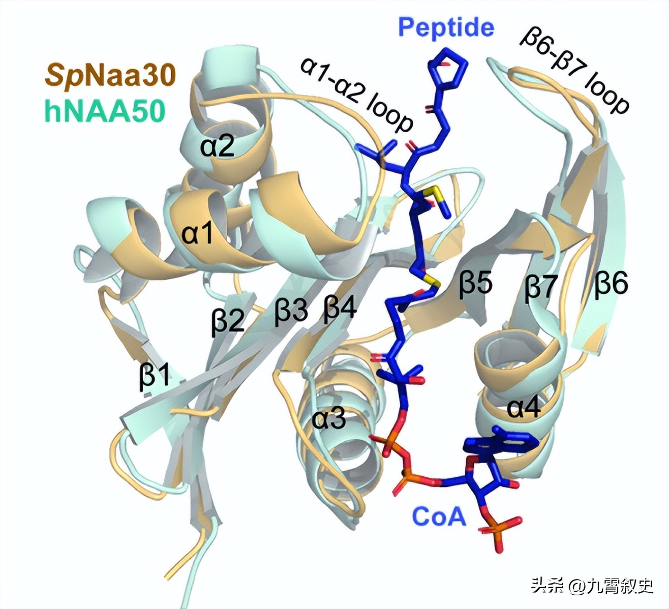 Molecular Mechanism Of N Terminal Acetylation Of Ternary NatC Complexes