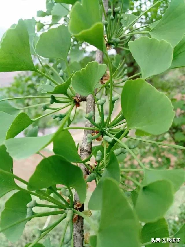 Male And Female Flowers Of Ginkgo Tree IMedia