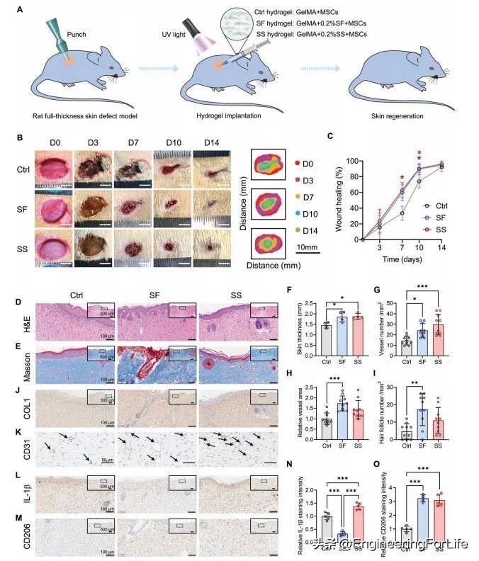 AM Multi Omic Analysis Of Silk Protein Differentially Enhances