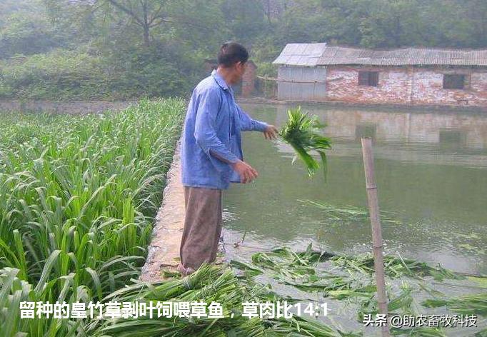 皇竹草喂草鱼效果好,两种饲喂方法介绍