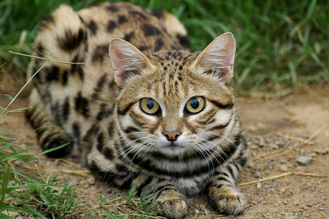 全黑的猫为什么不能养？