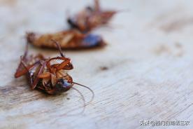 为什么蟑螂要吃掉对方才能繁殖？ 北方蟑螂怎么繁殖？