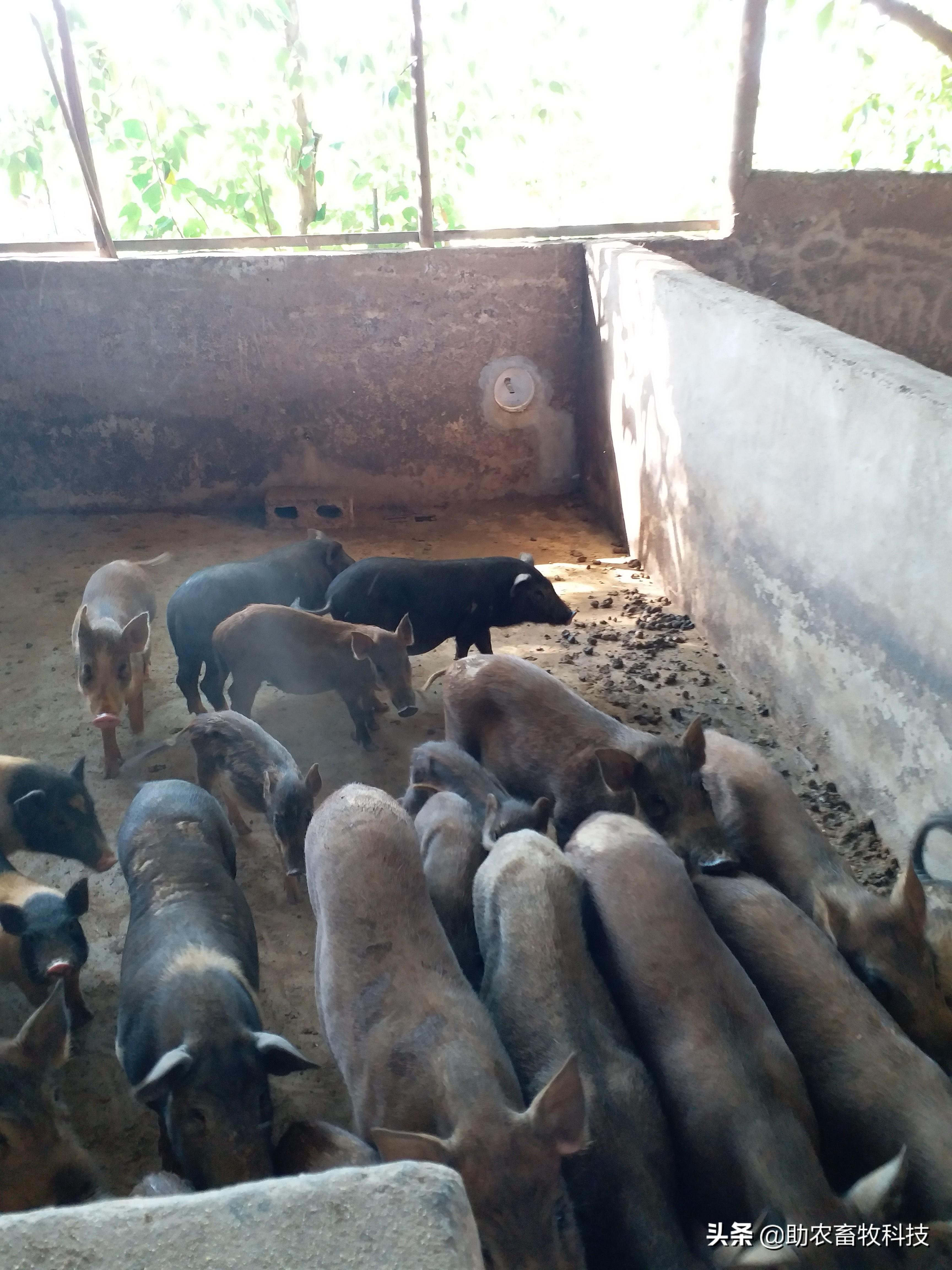 这些散养猪场从来没有被非瘟骚扰,主要措施是长期采用发酵饲料和中