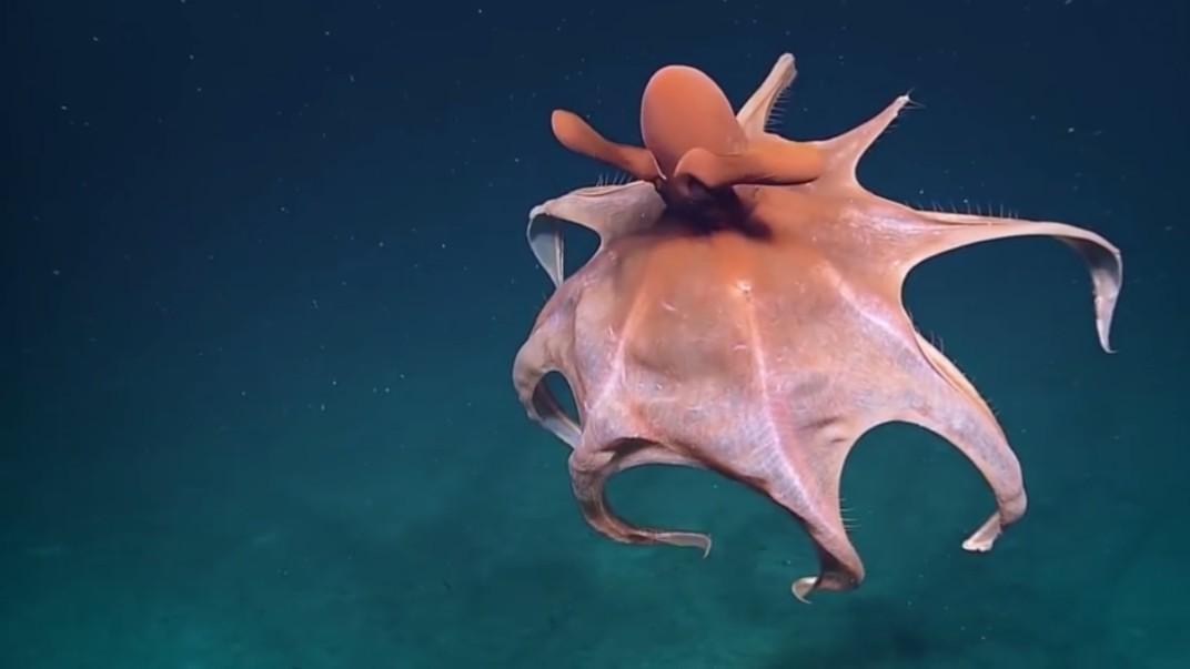 太平洋巨型章鱼在1600米的深海中为你献上一支美妙的舞蹈
