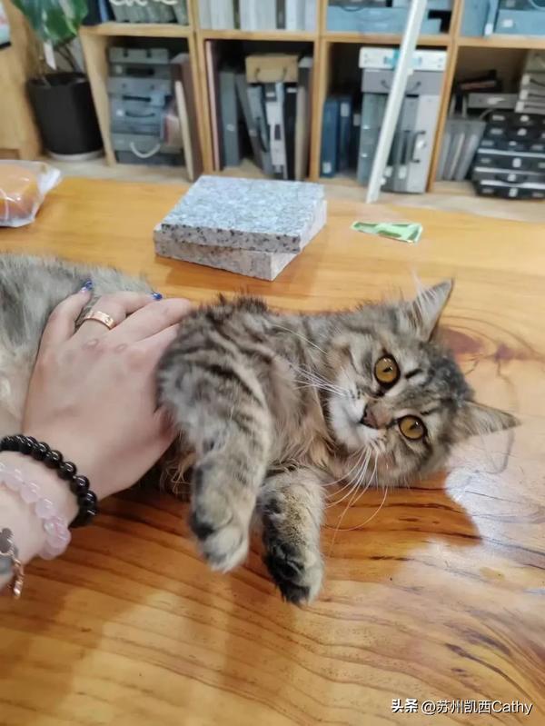 招财不俗气的猫咪名字（给主人带来好运的猫咪名字）