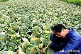 多地蔬菜滞销到底“堵”在哪？ 城里人却吃着高价蔬菜？