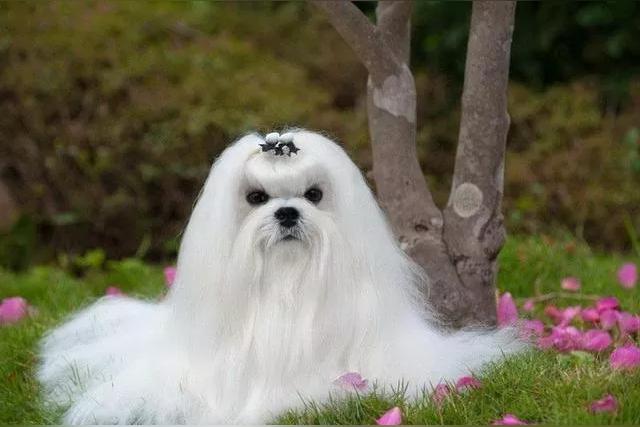 十种最省心的小型犬排名？