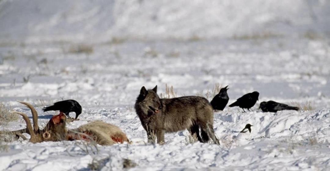Why are wolves afraid of wild donkeys? Revealing the deadly showdown ...