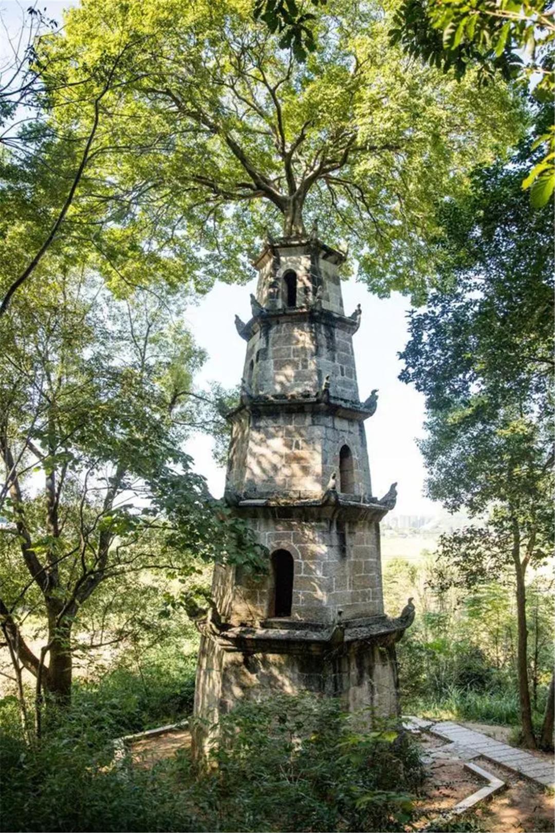 A 7-meter-tall mysterious giant tree appears on the top of a 180-year ...
