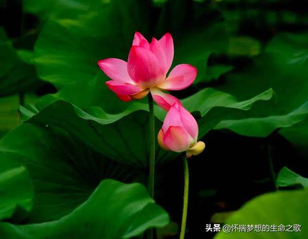 如诗如画温婉明媚夏意盎然一朵荷花  绽放盛夏分享图片——美丽的