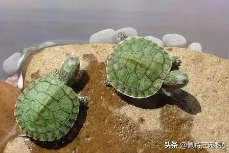 小巴西龟该怎么养？