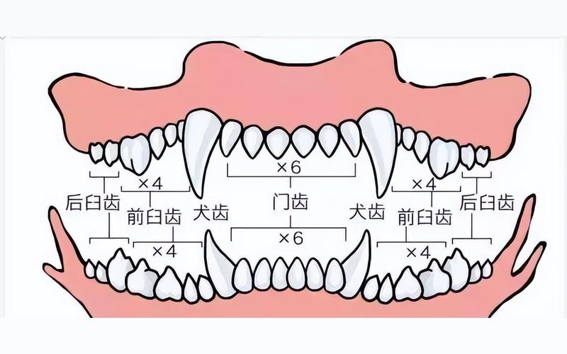 泰迪狗的牙齿结构图图片