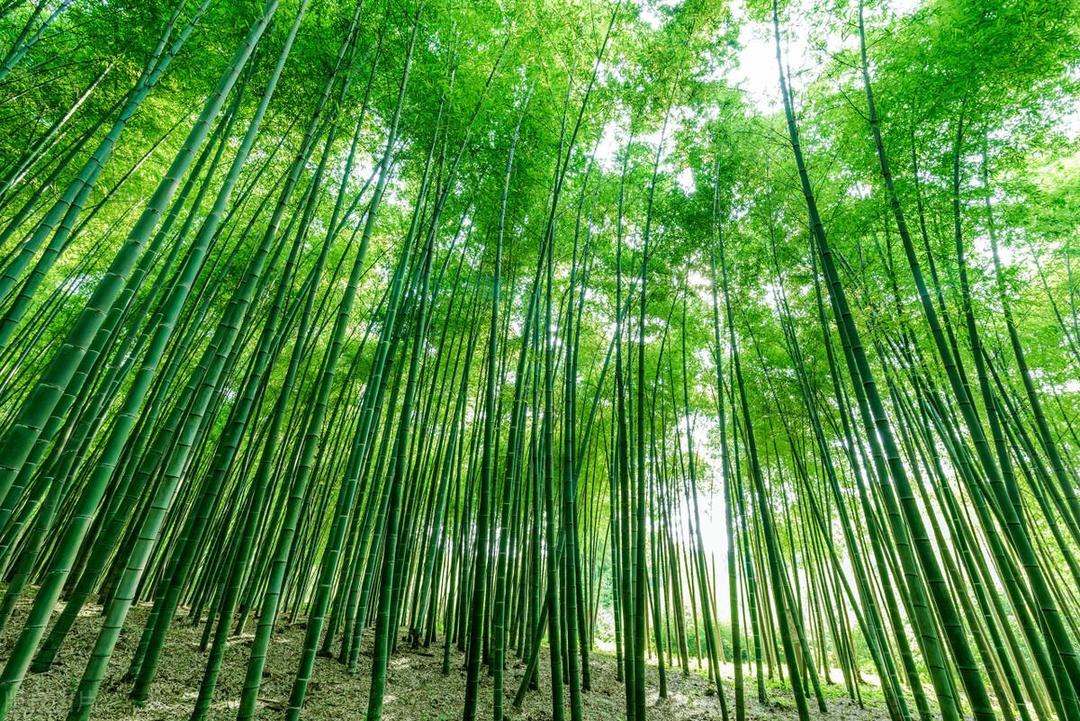 俗語「墳旁長竹子,趕緊把墳遷」,墓地種竹子不好嗎?該看看 - 資訊咖
