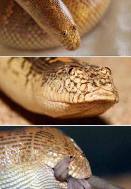 Are there pythons in the desert? Why do the sand pythons in the ...