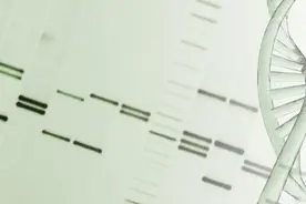 首个完整无间隙人类基因组序列公布