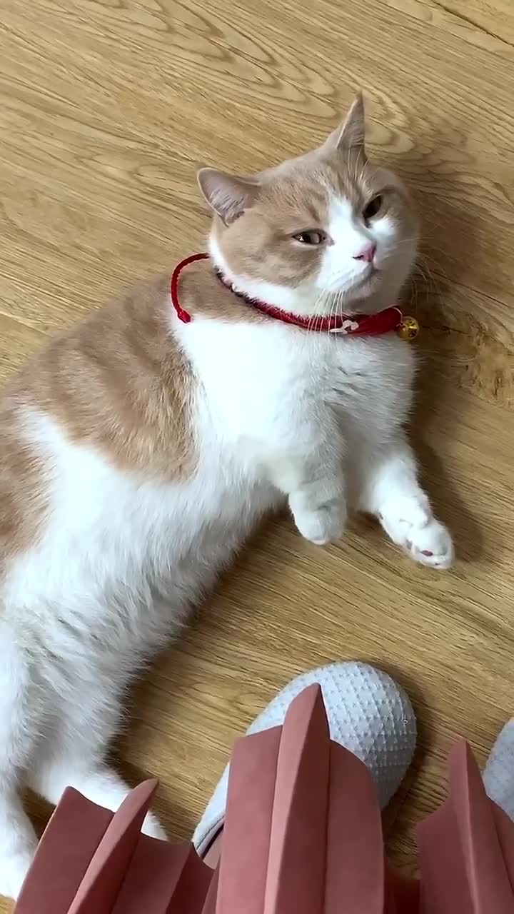 萌宠拜大年# #宠物福利社# 波波茶～干嘛啦?哼!