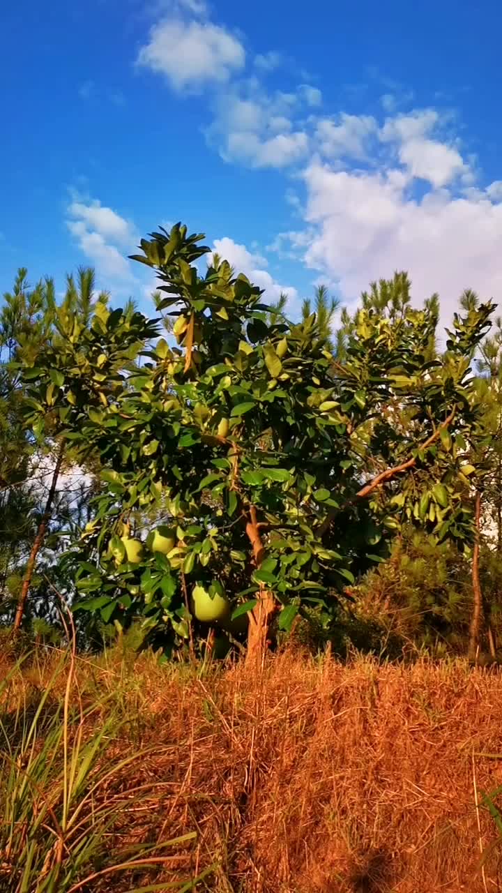 中秋季柚子 @抖音短視頻 南康柚子馬上就可以採摘啦,晚上要住在山上