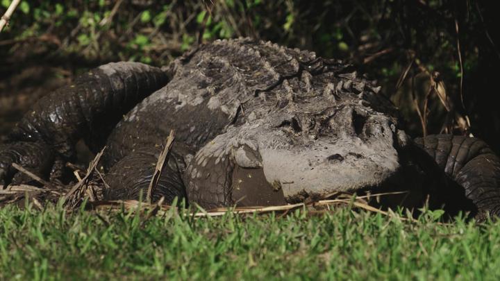 大型鳄鱼拥有极强的领地意识而且会发出低沉的咆哮